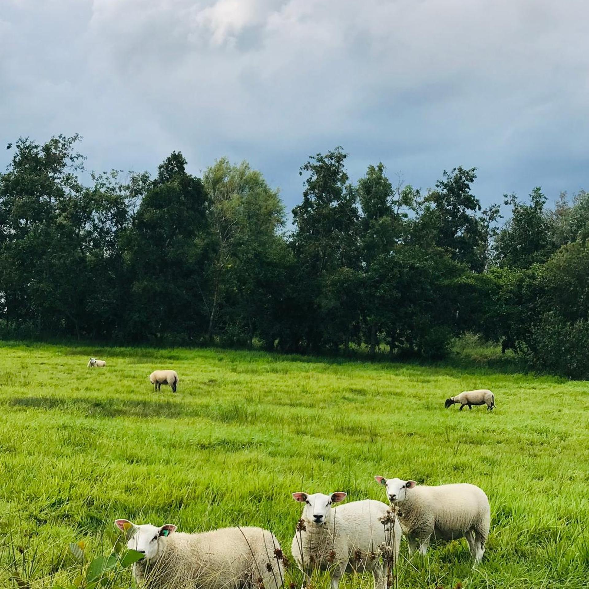 De Dames Van De Jonge Hotel 38/40