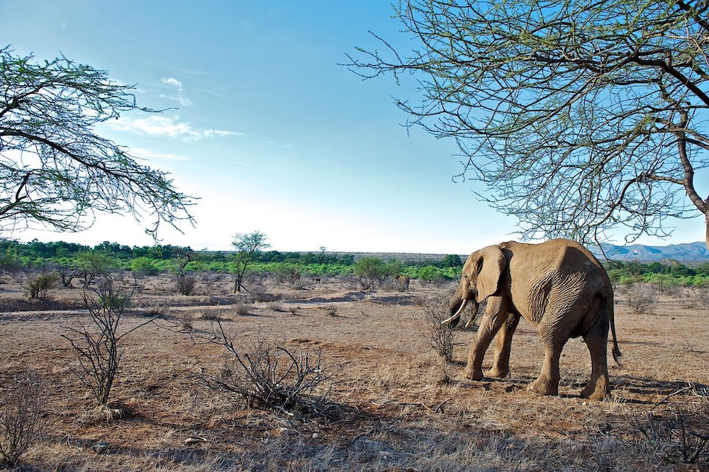 Samburu Intrepids Tented Camp 44/49