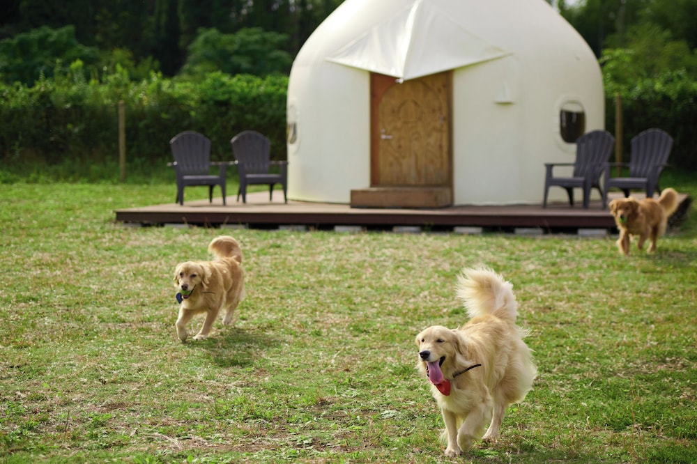 Koyaru-No-Sato Doggys Island 61/68