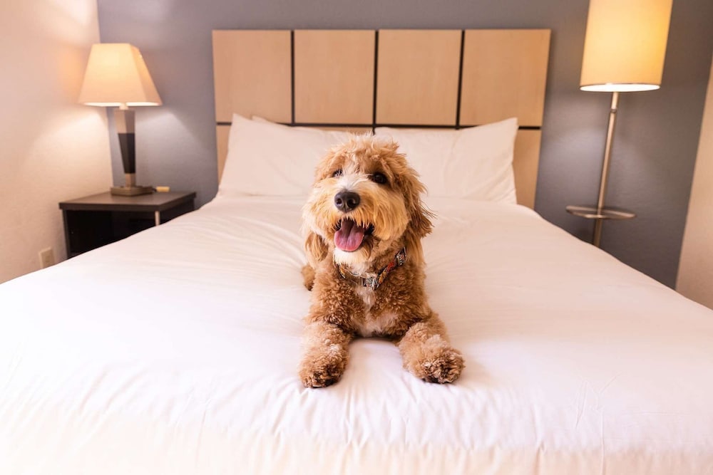 Sonesta Simply Suites Houston City Centre photo4