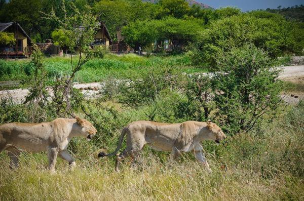Tau Game Lodge 41/56