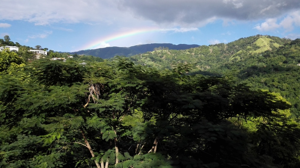 Neitas Nest Jamaican Bed And Breakfast 15/22