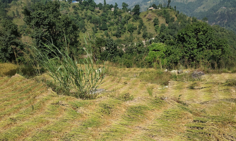Bishnu Homestay 35/50