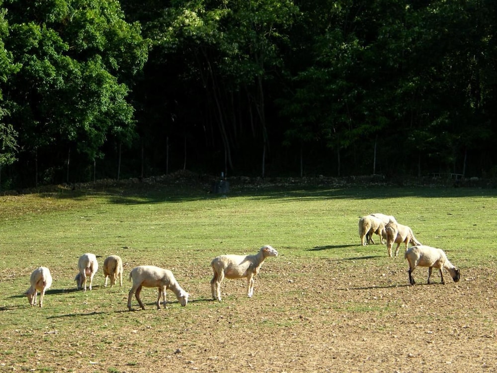Fattoria Antica Forconia 16/24