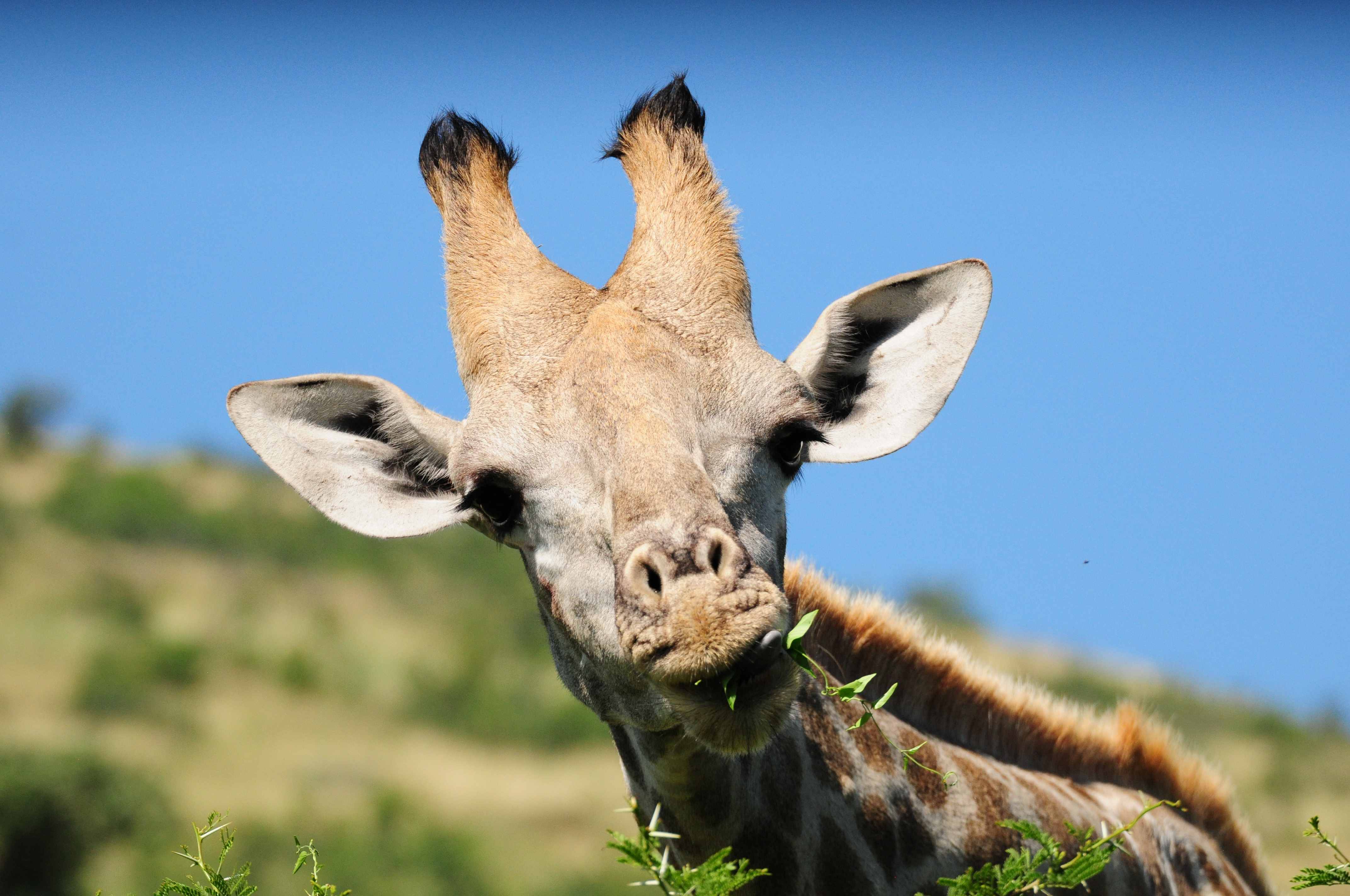 Morokolo Safari Lodge 72/82