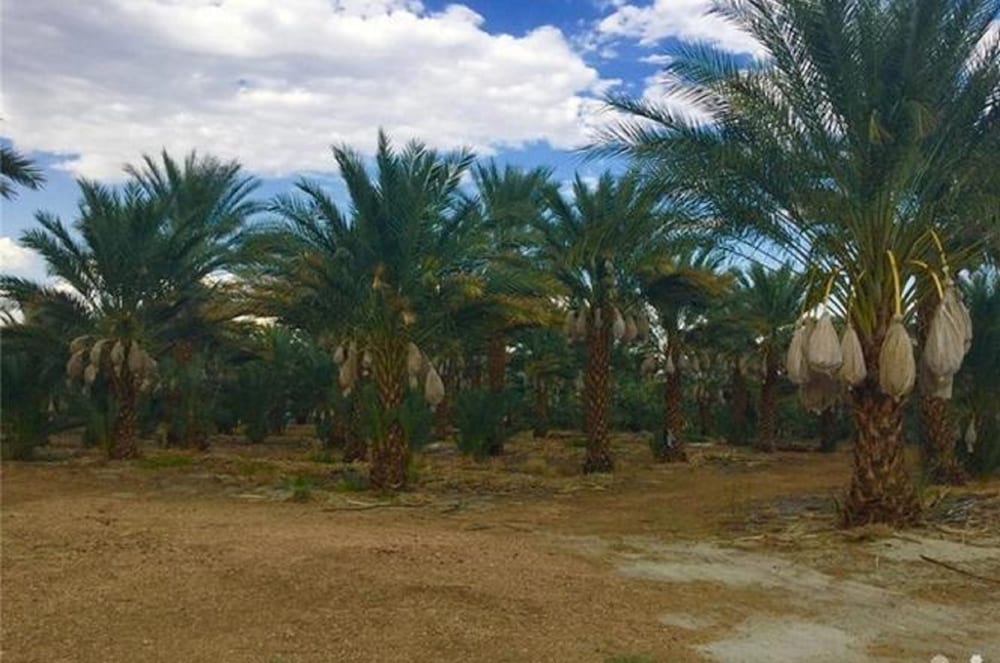Festival Campgrounds Rancho 51 24/38