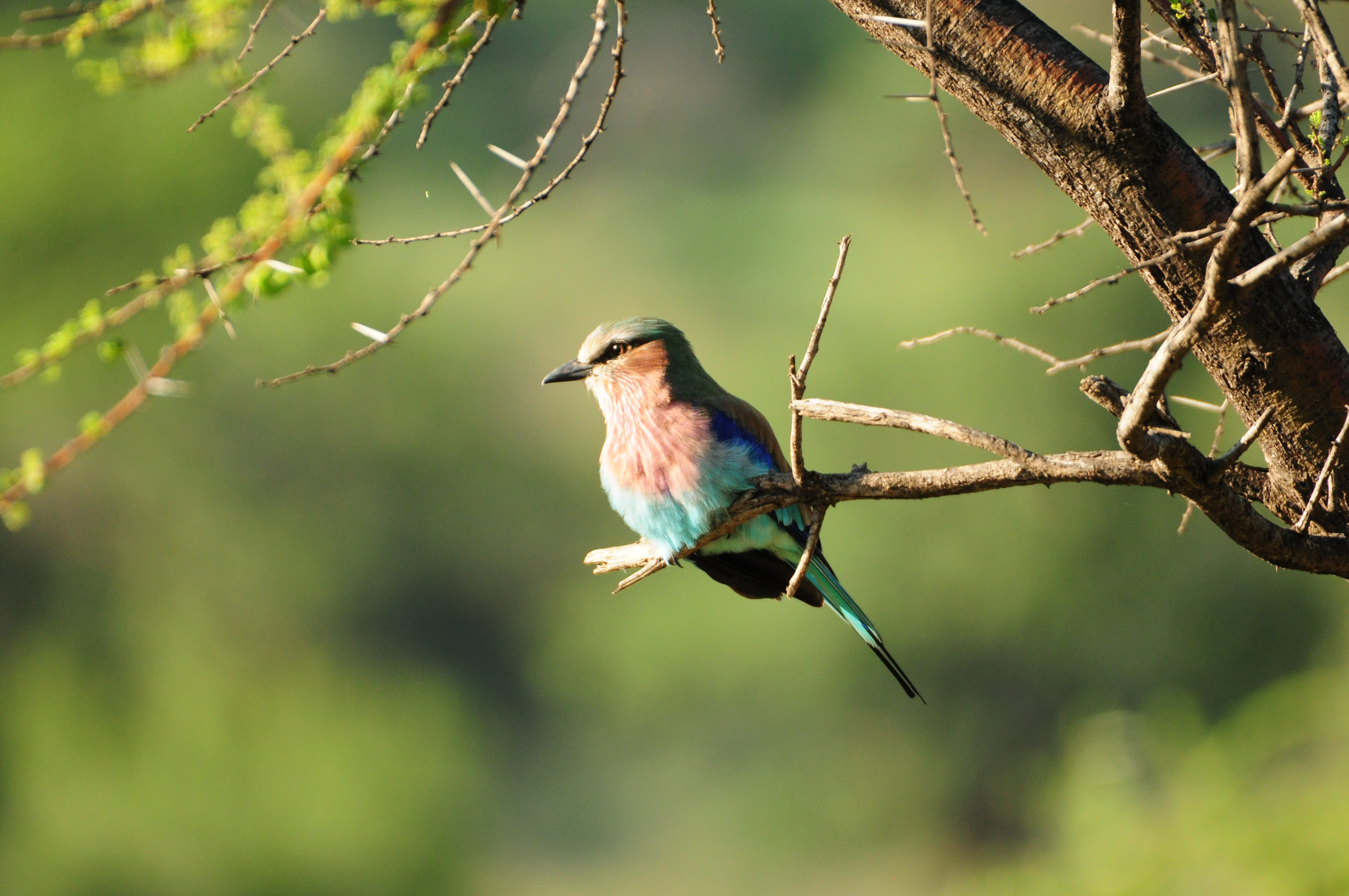 Morokolo Safari Lodge 74/82