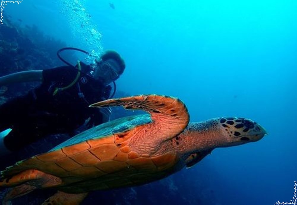 Nusa Bay Menjangan by WHM 8/58