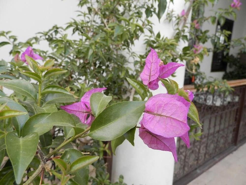 Riad Ailen 43/50
