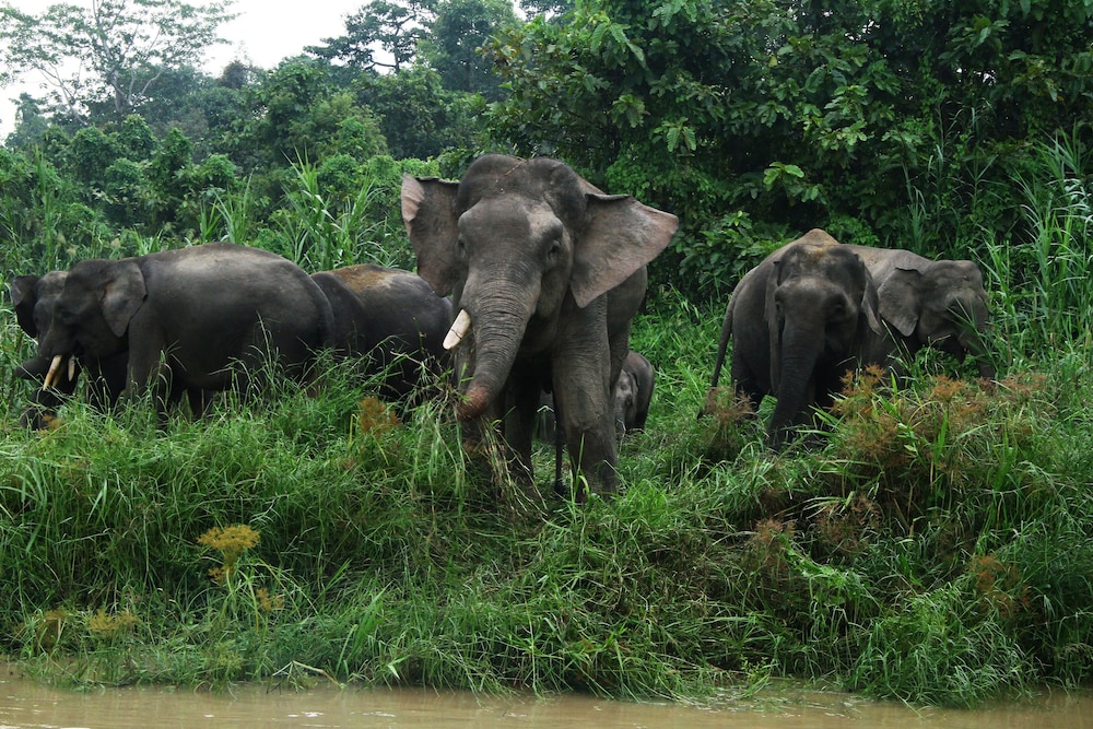 Borneo Nature Lodge 13/18