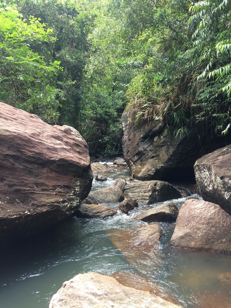 Rainforest Edge 12/15