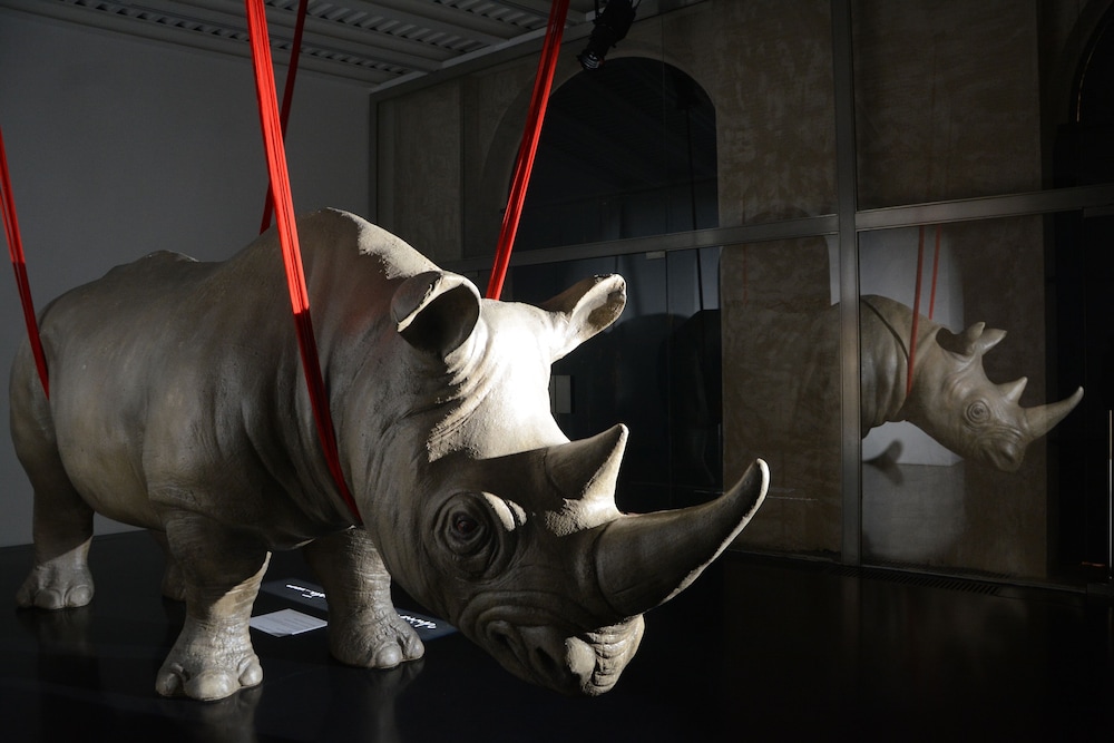 Rhinoceros 19/46