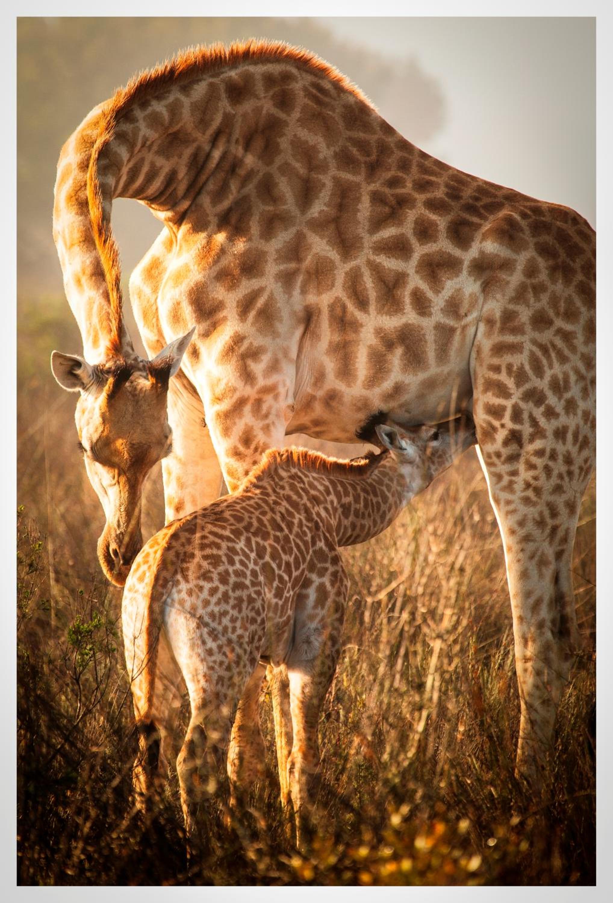 Thali Thali Game Lodge 10/50