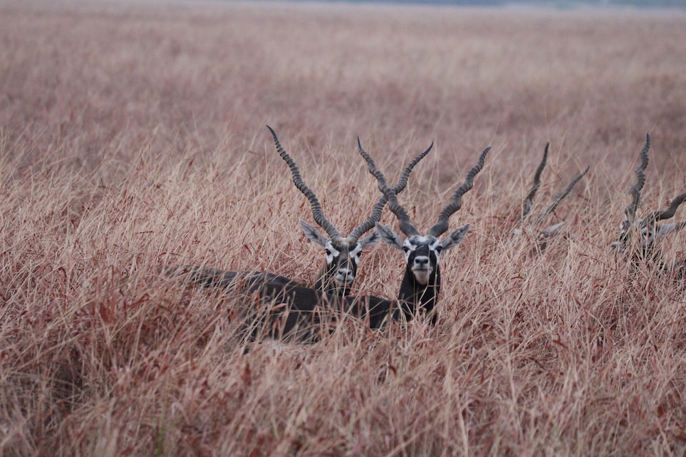 The Blackbuck Trails, VELAVADAR 27/49