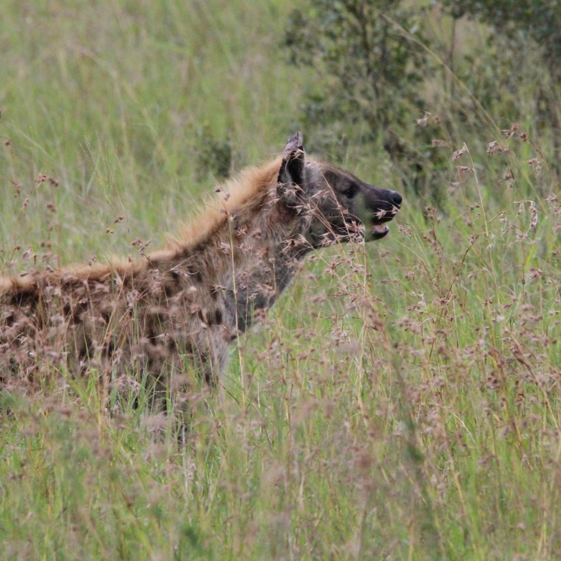 Maroelani Private Nature Reserve 33/50