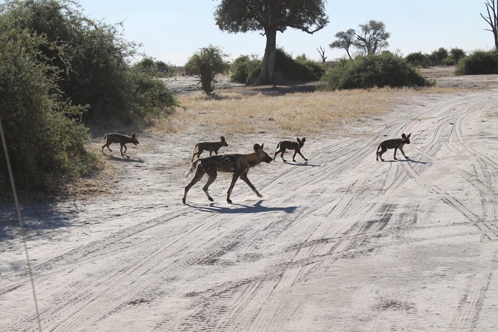 Khwai Tented Camp 39/50
