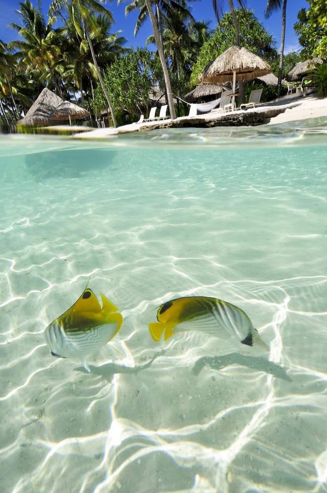 Intercontinental Bora Bora Le Moana Resort 31/81