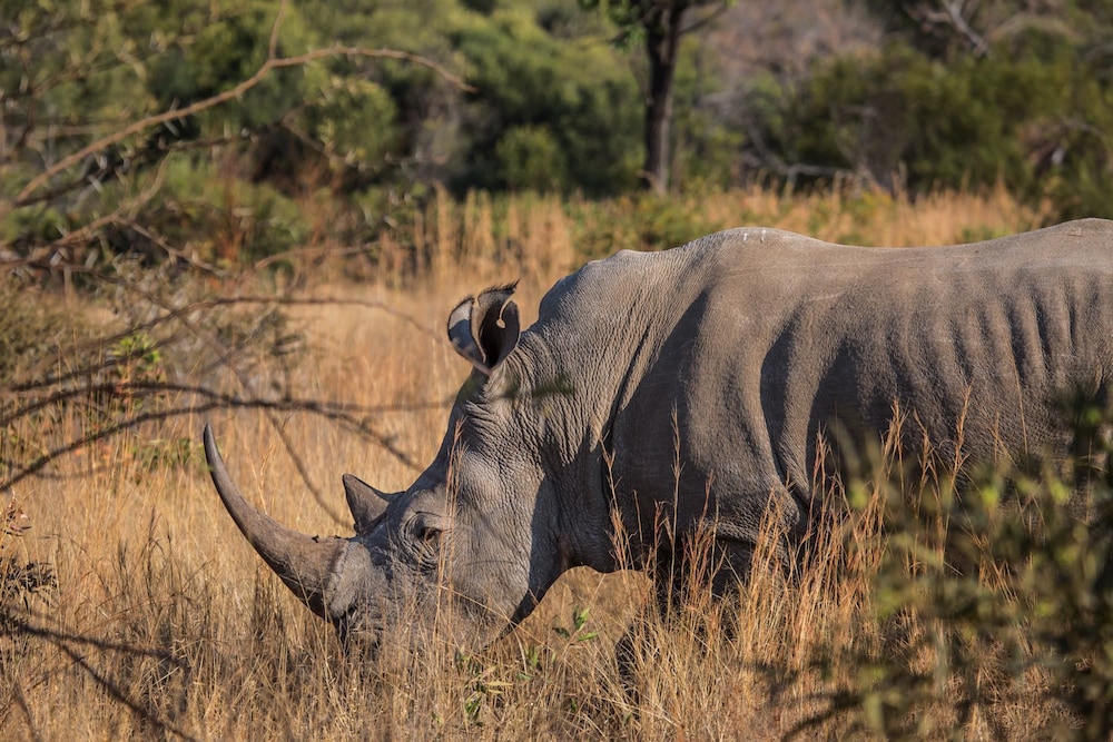 Nkala Safari Lodge 18/43