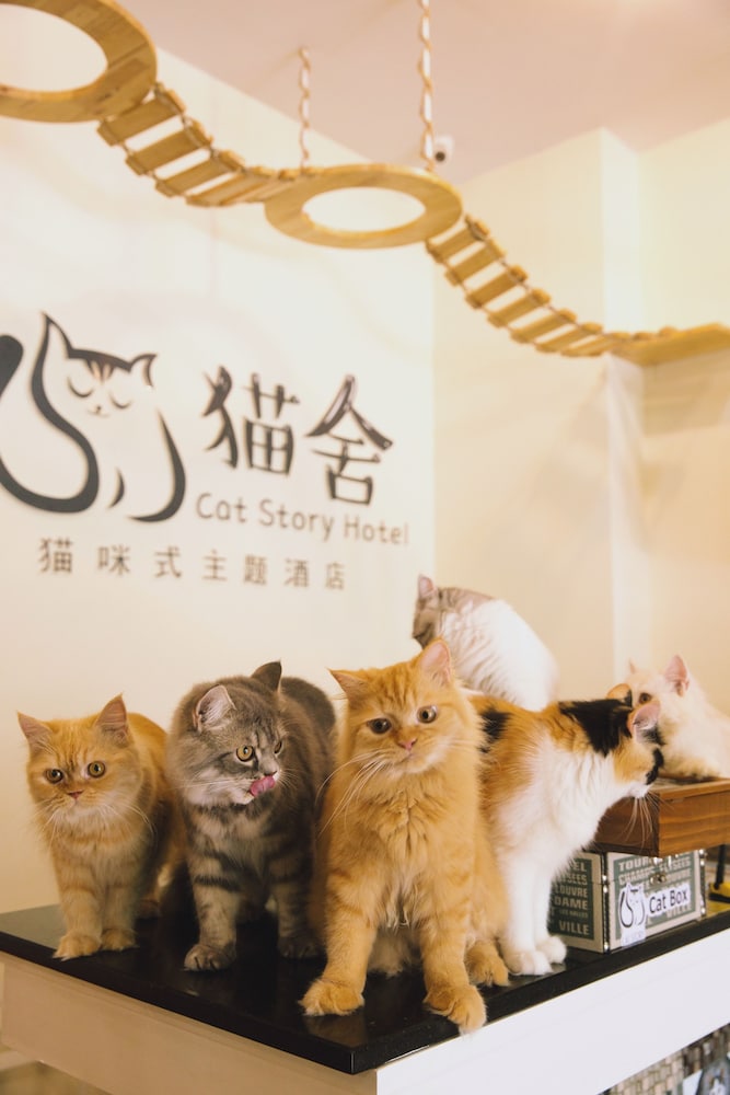 Cat Story Hotel 8/34