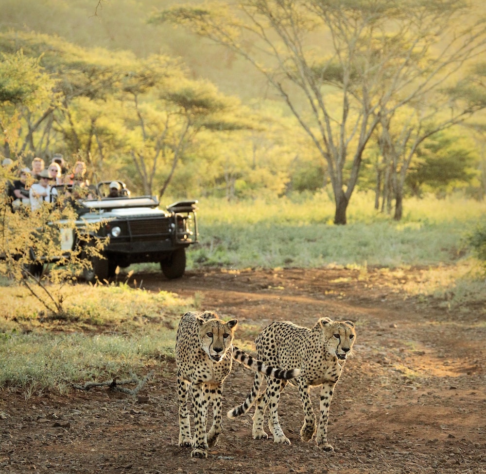 Jumeirah Thanda Safari 45/50