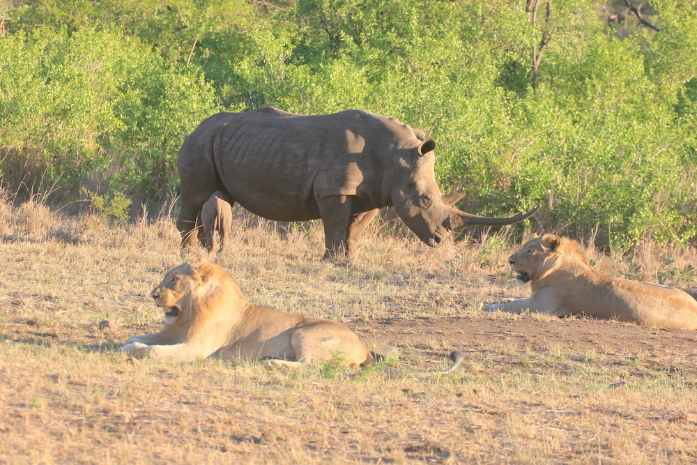Rhino Ridge Safari Lodge 36/50