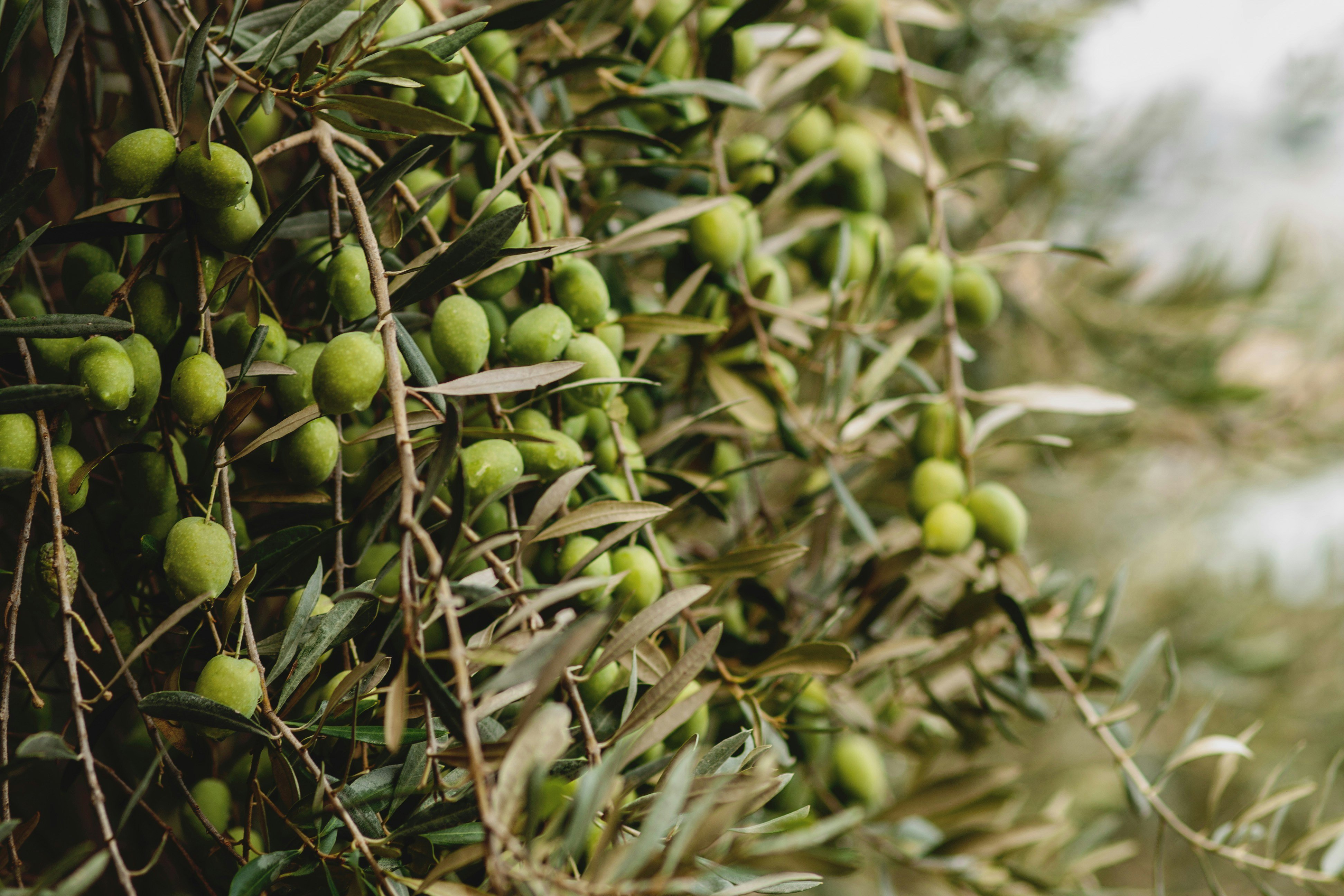 Finca Banyols, Vignette Collection by IHG 19/24