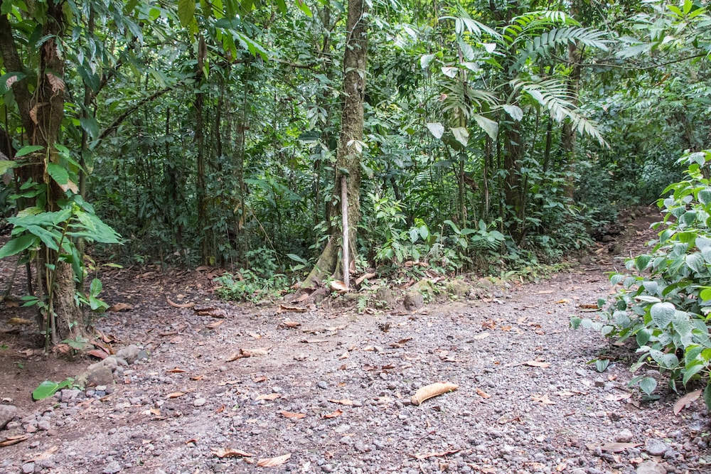 Arenal Oasis 37/50