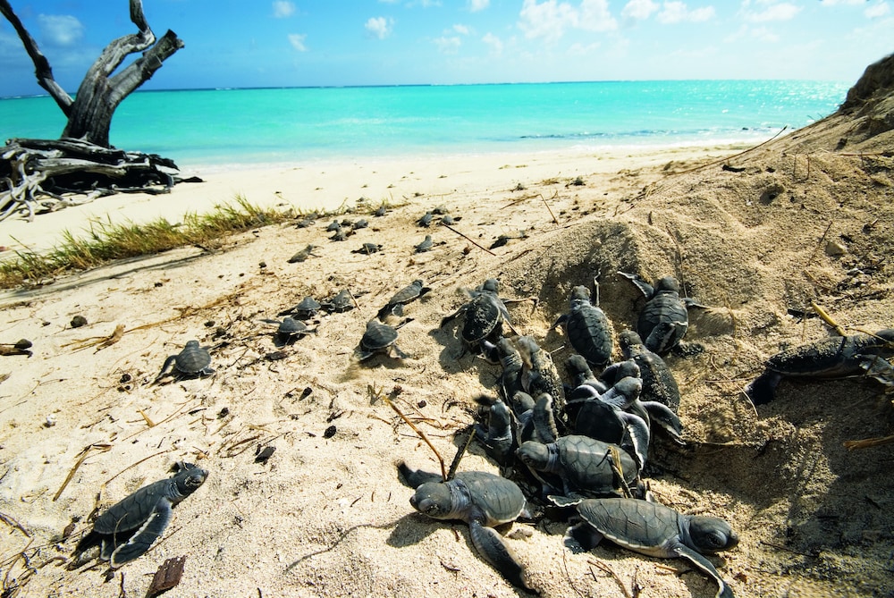 Heron Island Resort 57/70