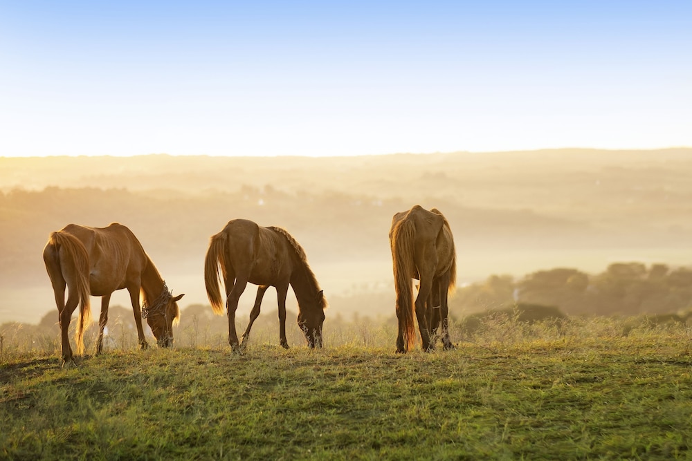 Lelewatu Resort Sumba 57/63