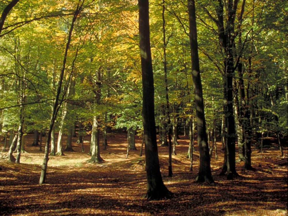 surroundings