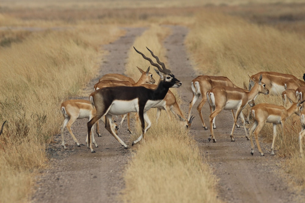 The Blackbuck Trails, VELAVADAR 29/49