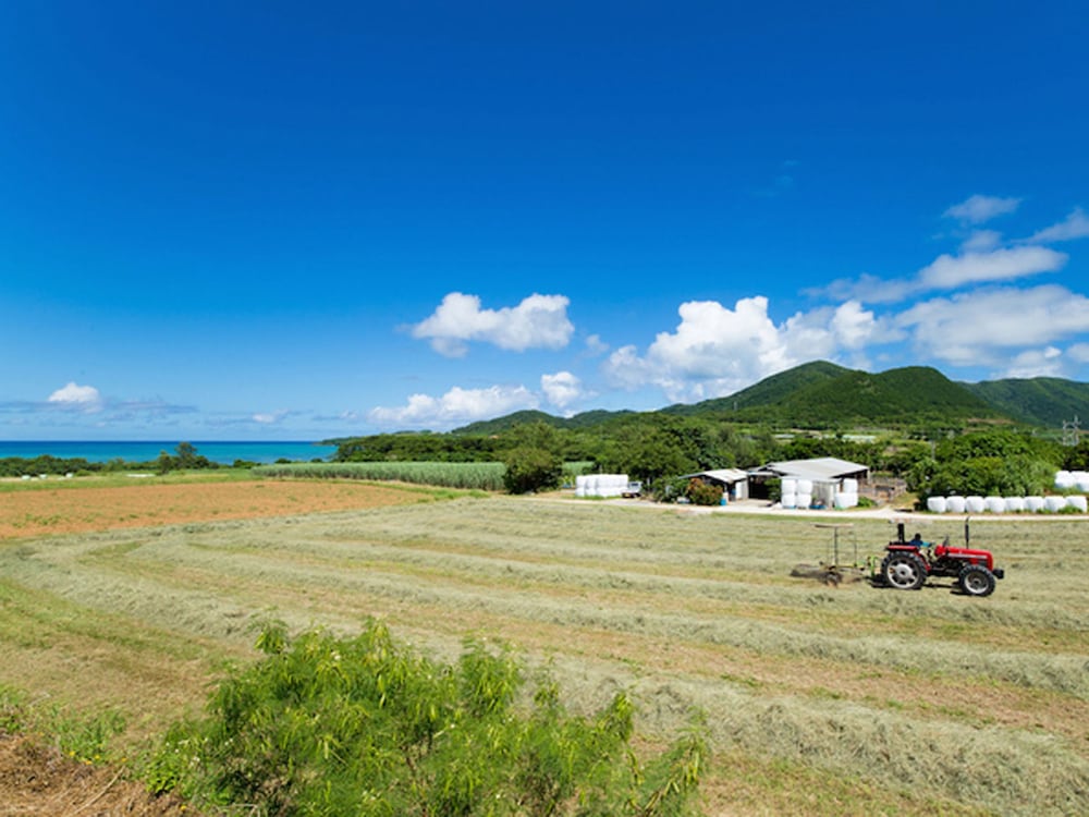 Ishigakijima Sun Green Grass 12/71