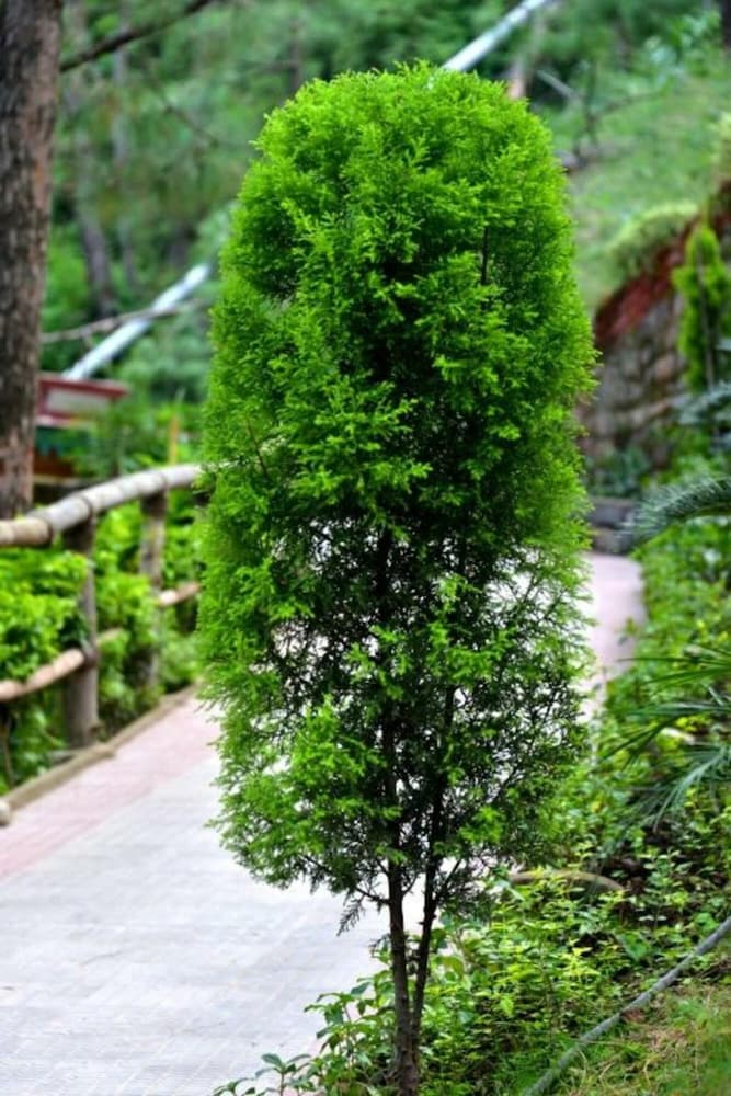 UNA Comfort Kasauli Hills Resorts 45/50