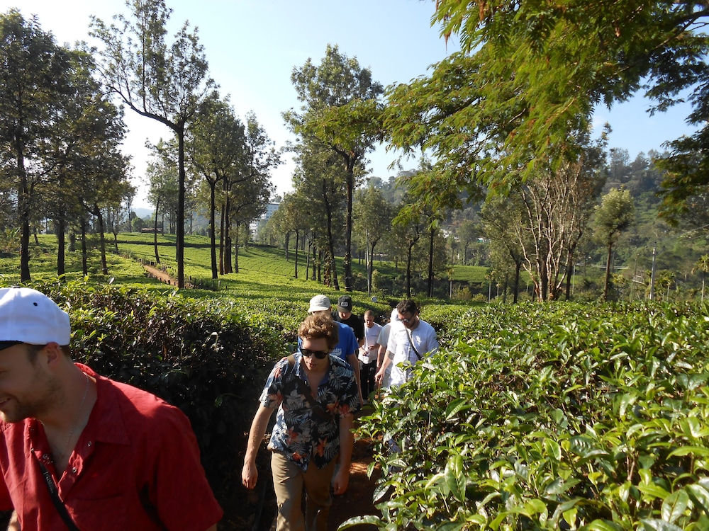 Tea Harvester Munnar 43/50