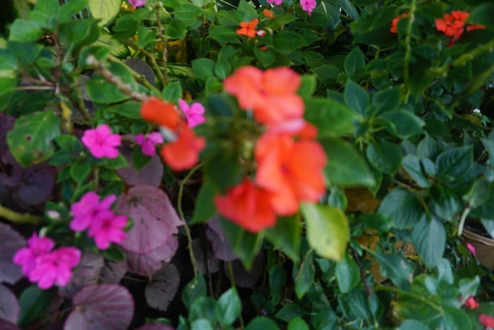 Villa Hortensia 45/50