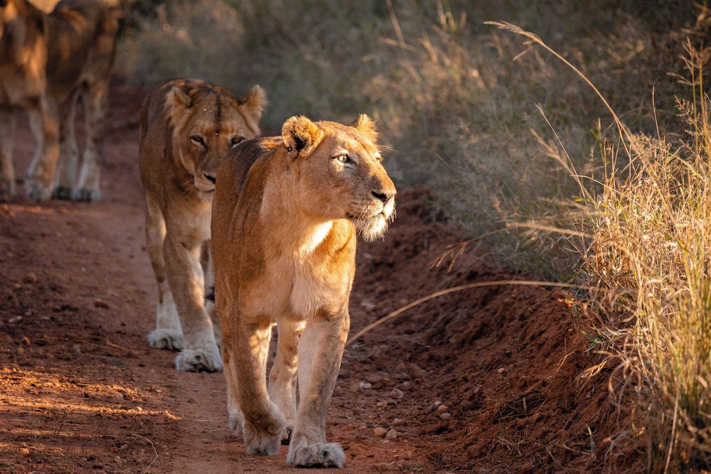Kapama River Lodge 66/68