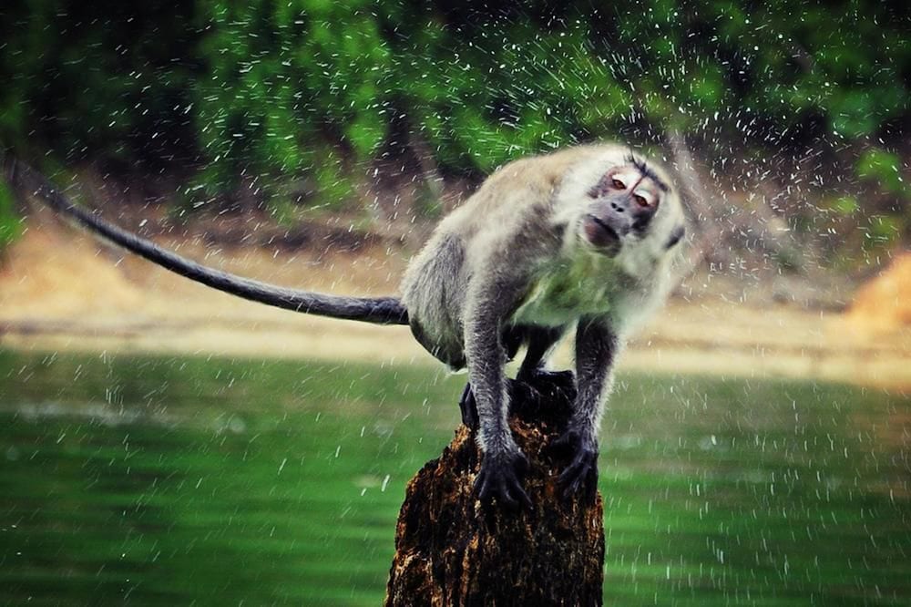 Belum Rainforest Resort 37/50