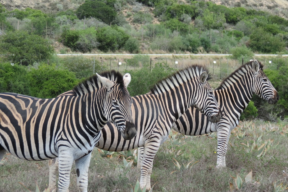 Kudu Ridge Game Lodge 33/41