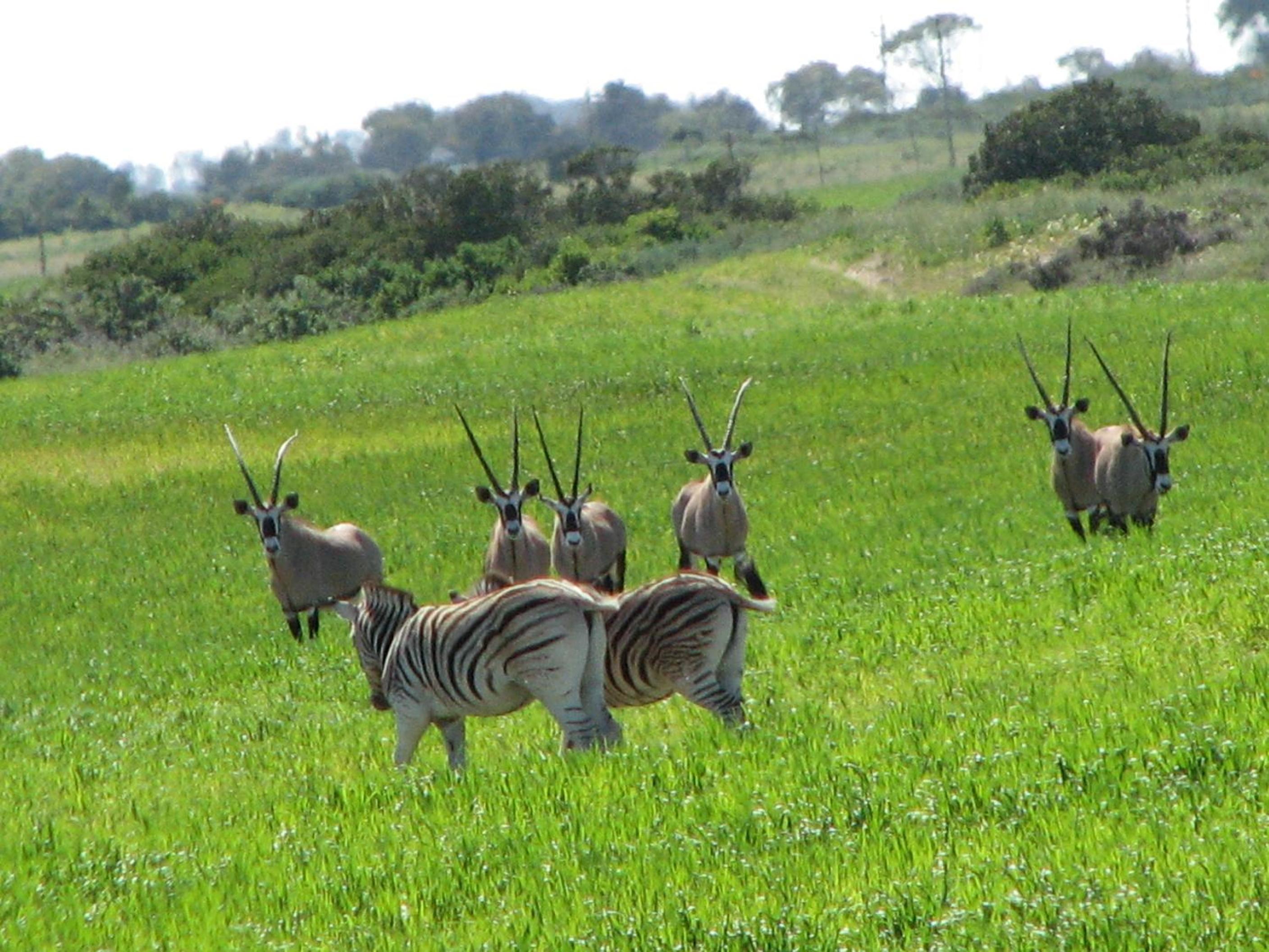 Thali Thali Game Lodge 37/50