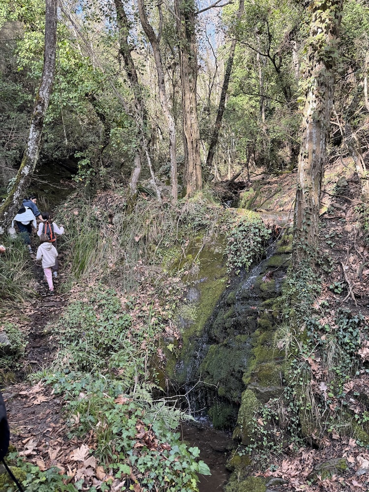 Foresta in Medias Mores 43/50