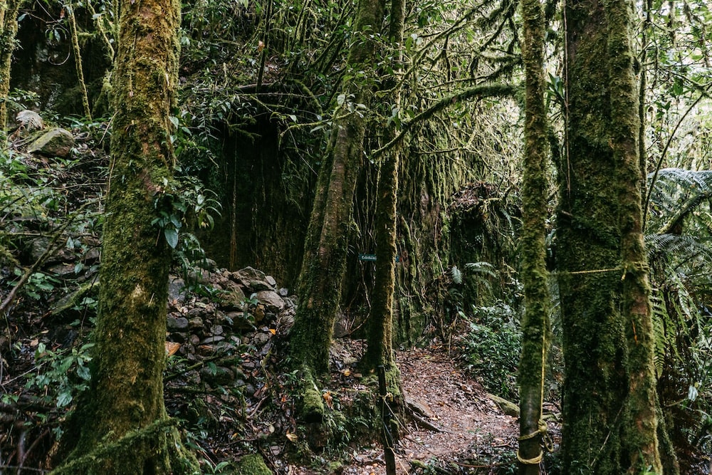 Trogon Lodge 36/46