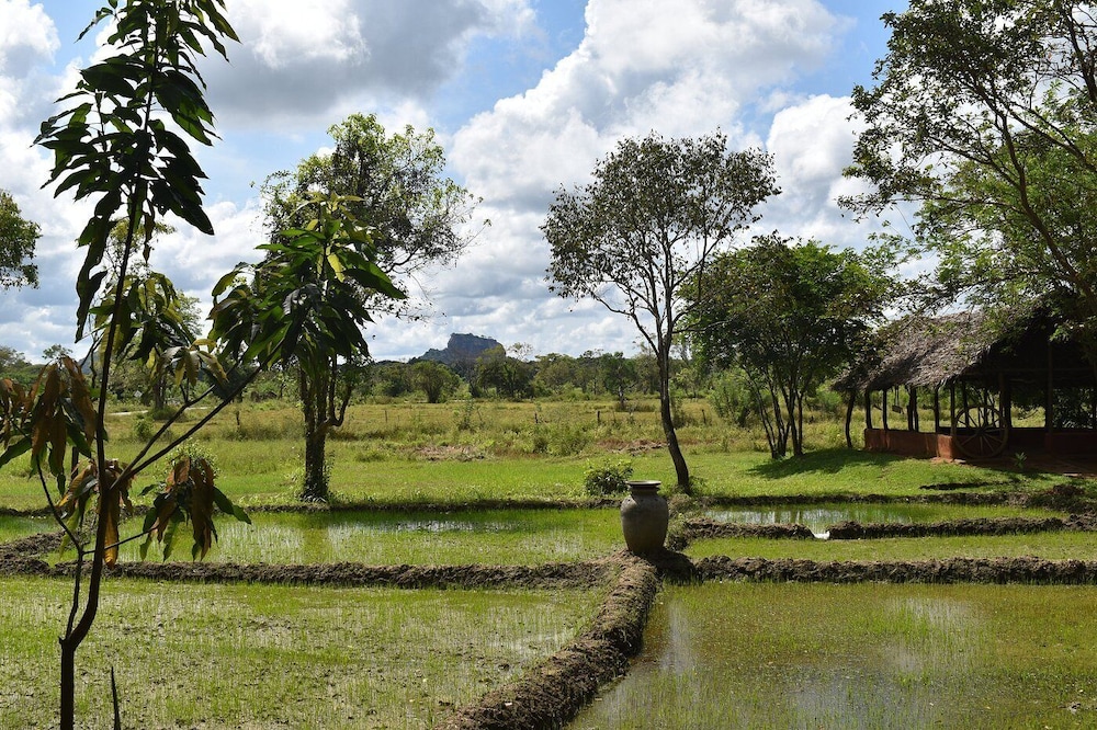 Kassapa Lions Rock 45/50
