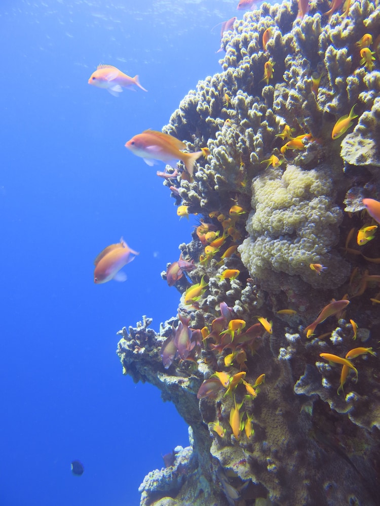 Red Sea Dive Center Hotel and Dive Center 20/29