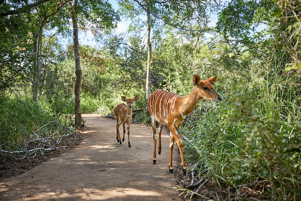 Thornybush Saseka Tented Camp 26/50