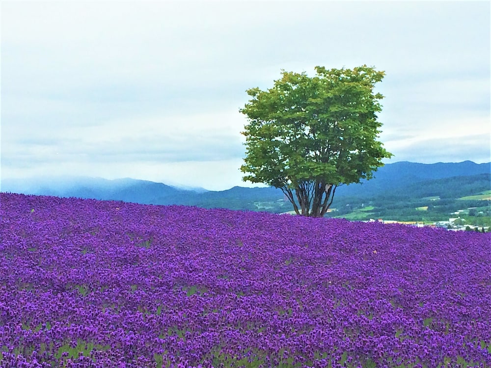 SPA & HOTEL RESORT Furano Laterre 46/54