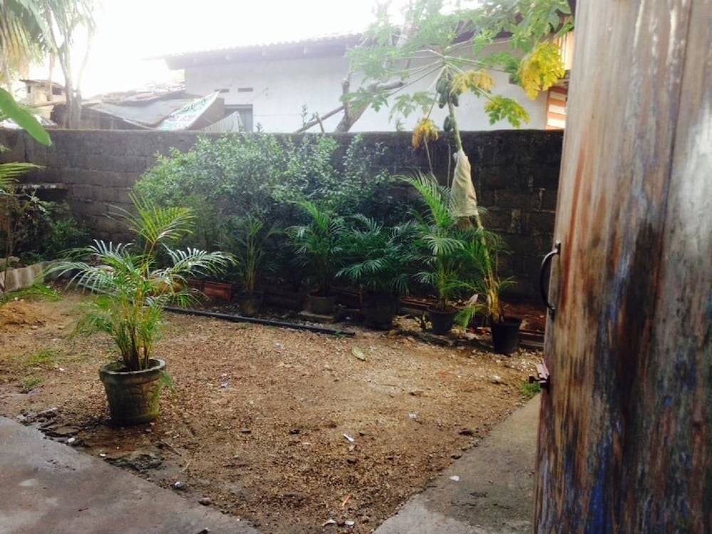 Villahredpalm 14/16