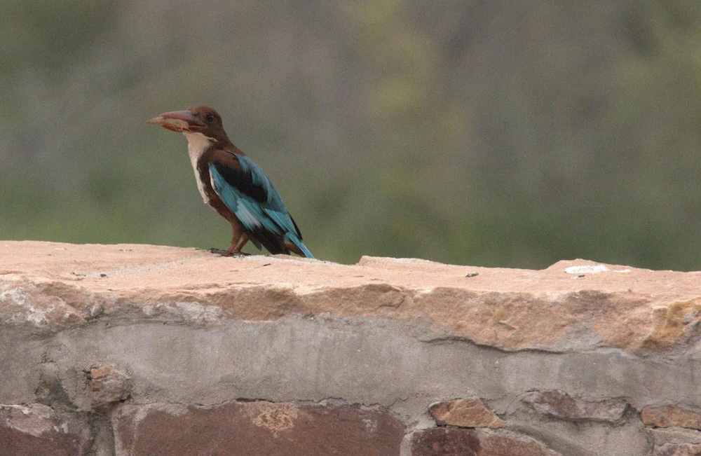 Chhotaram Prajapat 34/48