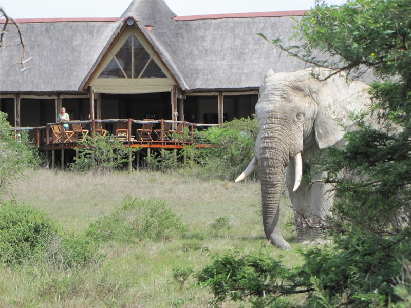 Safari Lodge- Amakhala Game Reserve 2/50