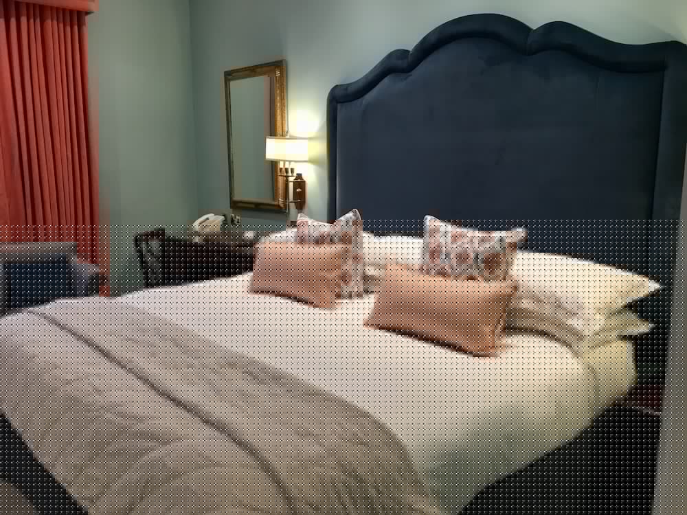 Chester Grosvenor And Spa 15/50