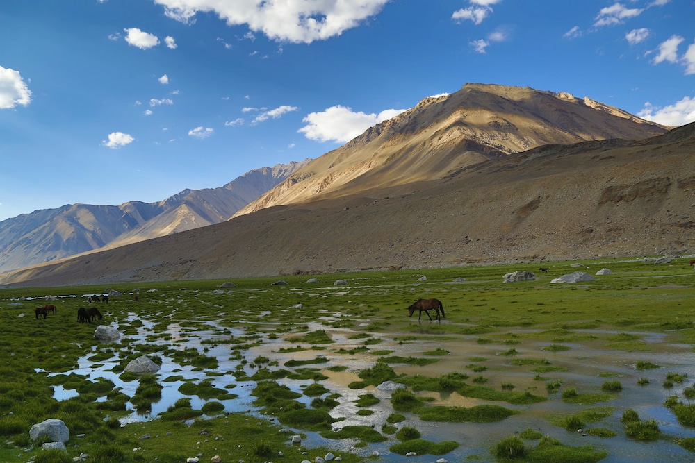 The Driftwood Ladakh 32/50